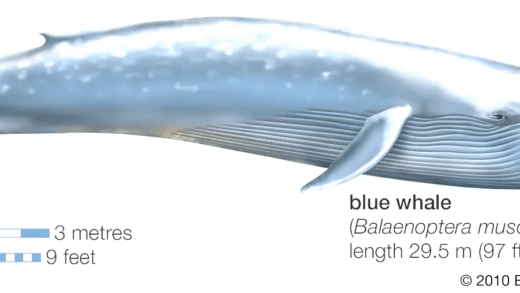 A blue whale swimming in the ocean