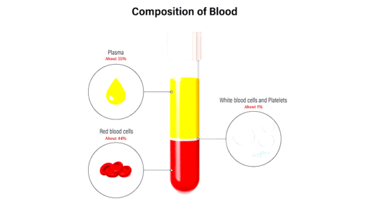 Components of Blood and Their Functions