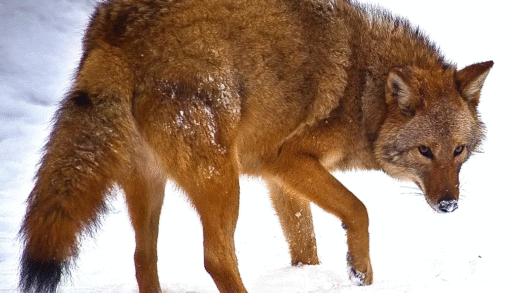 Coywolf showing adaptability in urban settings