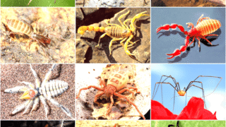 A collection of various arachnids including spiders and scorpions