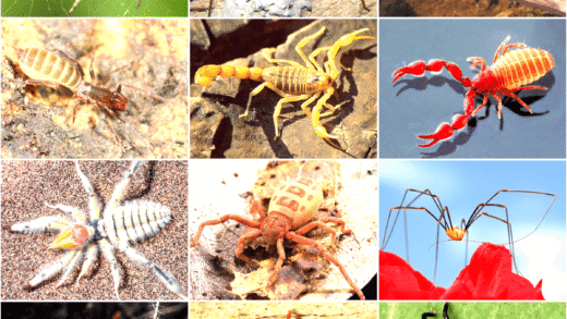 A collection of various arachnids including spiders and scorpions