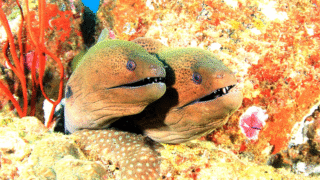 Eel mating behaviors and life cycle
