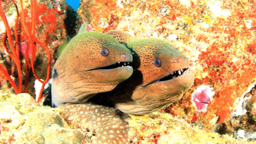 Eel mating behaviors and life cycle
