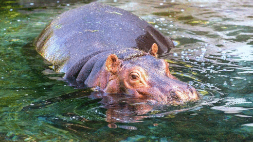 A hippo swimming in a river
