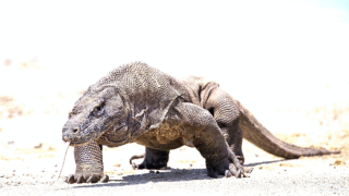 A large Komodo dragon in its natural habitat