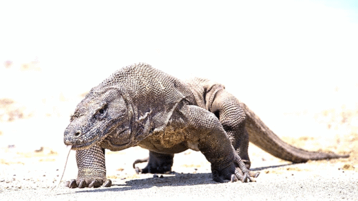 A large Komodo dragon in its natural habitat