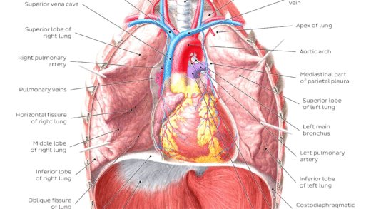 Diagram of human lungs and their functions