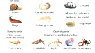 A variety of mollusks including snails, clams, and octopuses