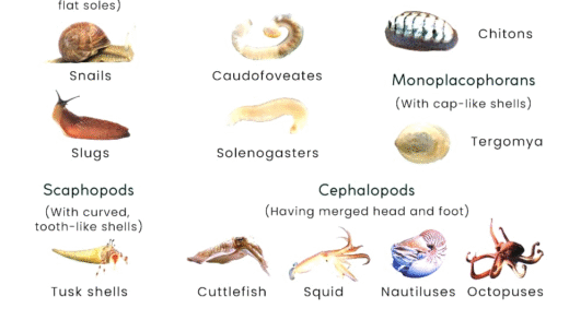 A variety of mollusks including snails, clams, and octopuses