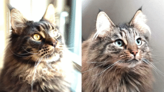 Comparison of Norwegian Forest Cats and Maine Coons