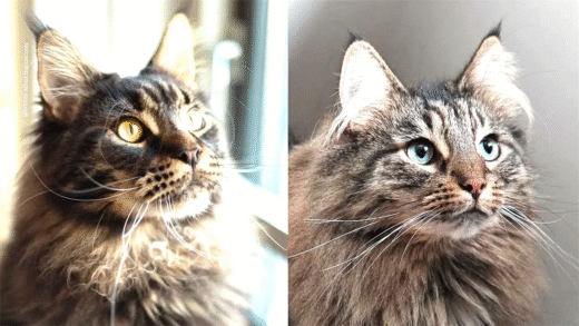Comparison of Norwegian Forest Cats and Maine Coons