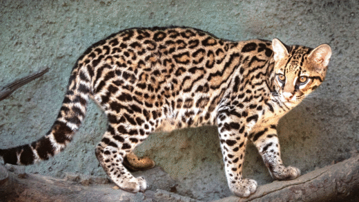 Ocelot with distinctive spotted fur