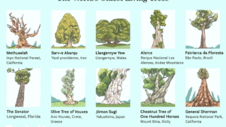 An ancient tree representing the oldest trees in the world