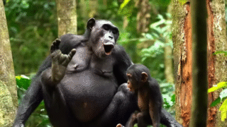 Monkeys and Apes Communication Methods