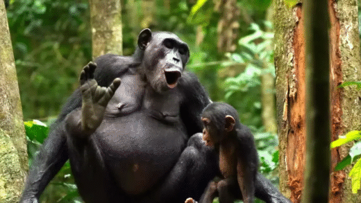 Monkeys and Apes Communication Methods