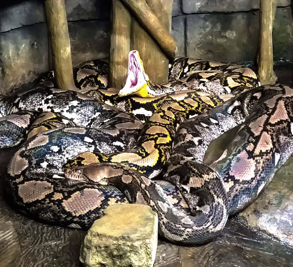 Everything You Need to Know About Reticulated Pythons