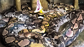 An image of a reticulated python in its natural habitat