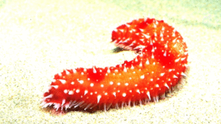 A sea cucumber on the ocean floor