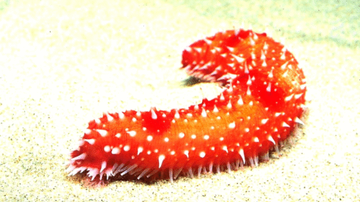 A sea cucumber on the ocean floor