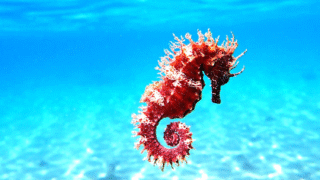 A colorful seahorse swimming among coral reefs