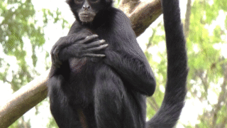 Spider monkeys swinging through trees