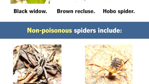 Spider venom and its ecological significance