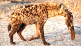 A spotted hyena displaying its unique laughter
