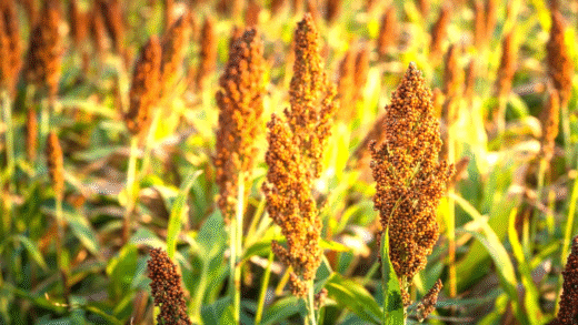 Sweet sorghum growing in the field