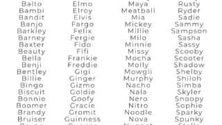 Two-syllable dog names for easy recognition