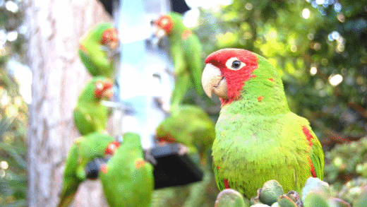 Colorful wild parrots in San Francisco