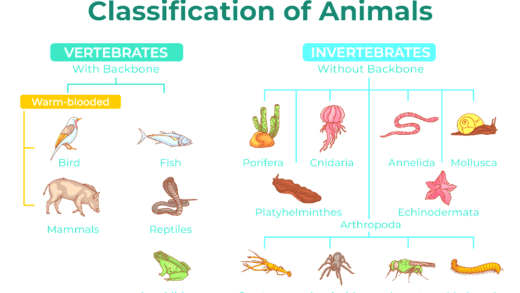 Diagram of Animal Classification