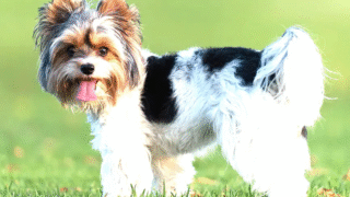 Biewer Terrier playing with family