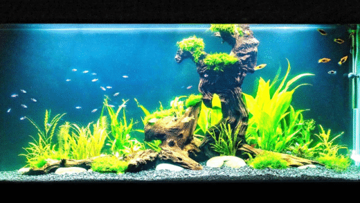 A beautifully arranged freshwater aquarium with plants and fish