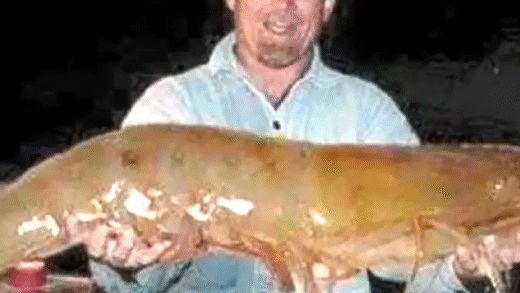 A large shrimp showcasing its size and culinary potential