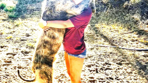 An Irish Wolfhound standing majestically