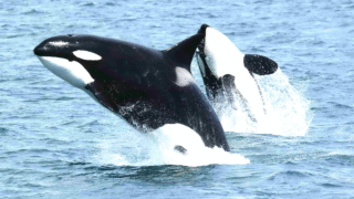 Orcas swimming in the ocean