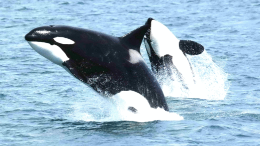 Orcas swimming in the ocean