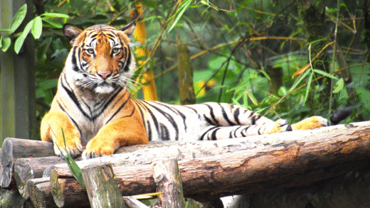 A Malayan tiger in the wild, showcasing its unique stripes and habitat