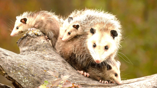 A possum foraging for food in a backyard