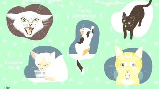 Signs of Illness in Cats