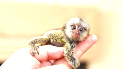 Illustration of the smallest animals in the world