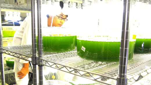 Image of algae being processed into biofuel