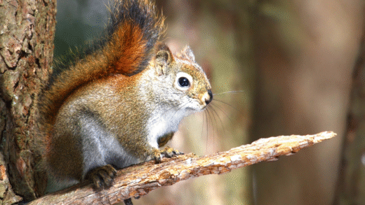 An American Red Squirrel perched on a branch