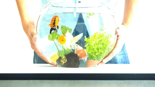 Essential tips for aquarium fish care