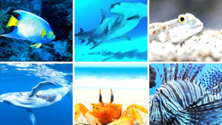 Aquatic animals beginning with the letter A