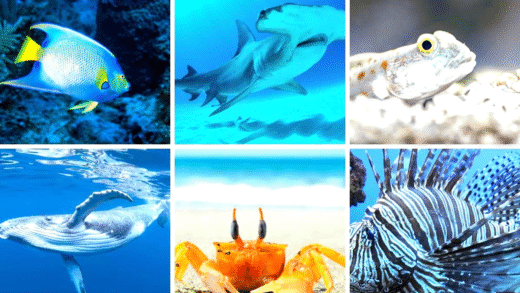 Aquatic animals beginning with the letter A