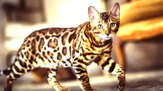 Bengal cat playing with water