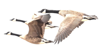 Birds migrating during seasonal changes