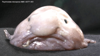 Blobfish swimming in deep sea