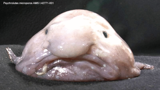 Blobfish swimming in deep sea
